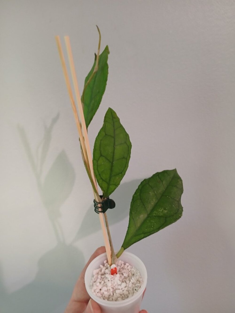 Hoya Finlaysonii Cutting